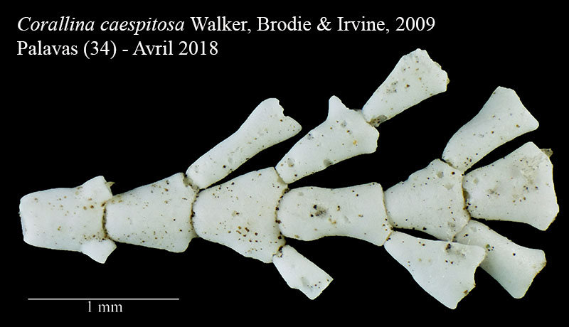 Corallina caespitosa #55922