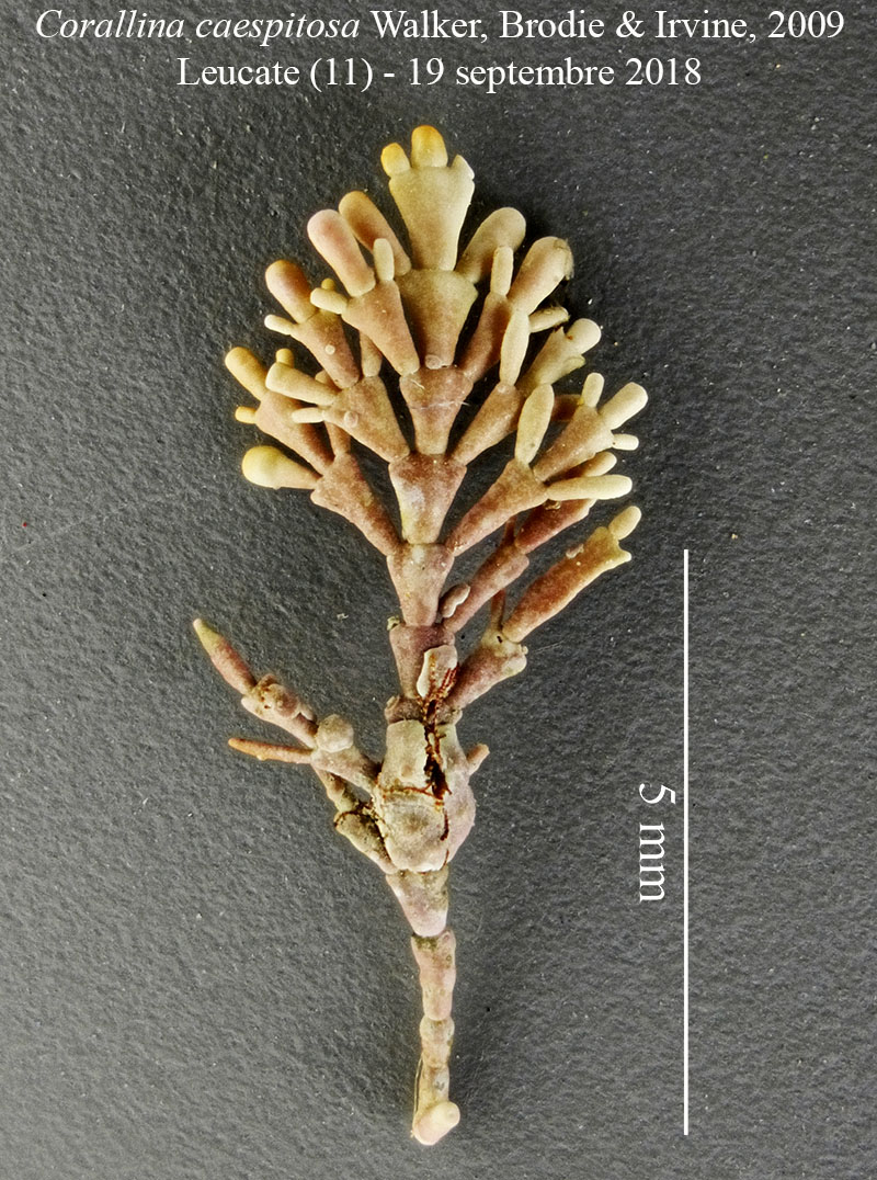 Corallina caespitosa #58768