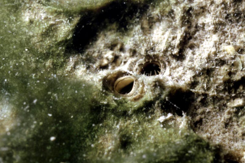 Corbicula fluminea #42523