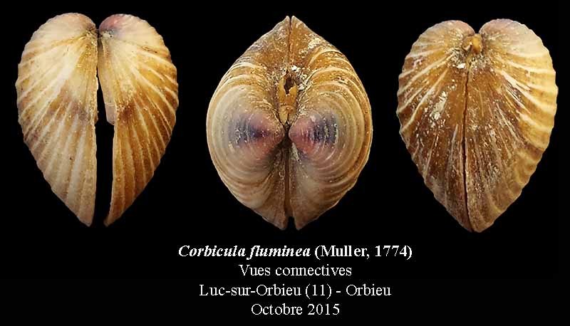 Corbicula fluminea #42522