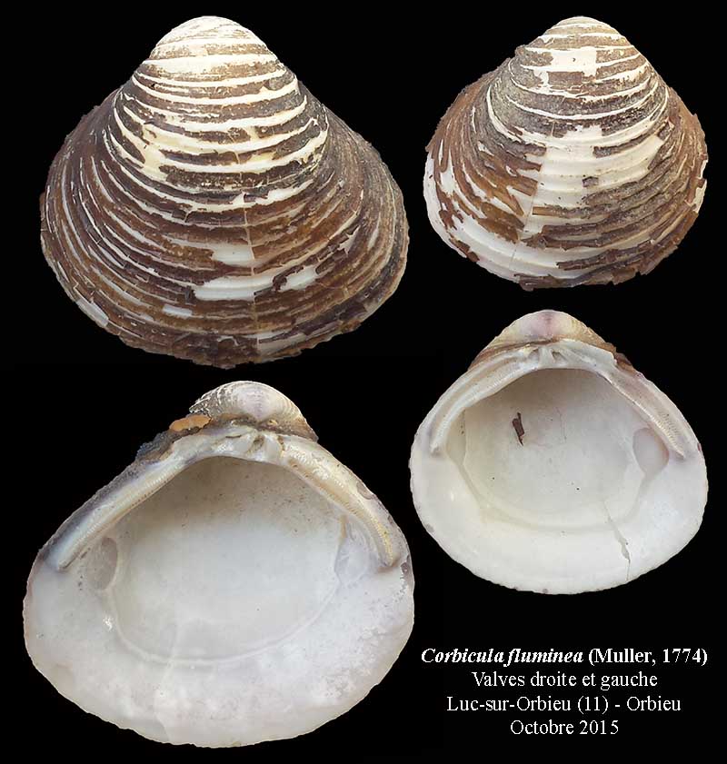 Corbicula fluminea #42521