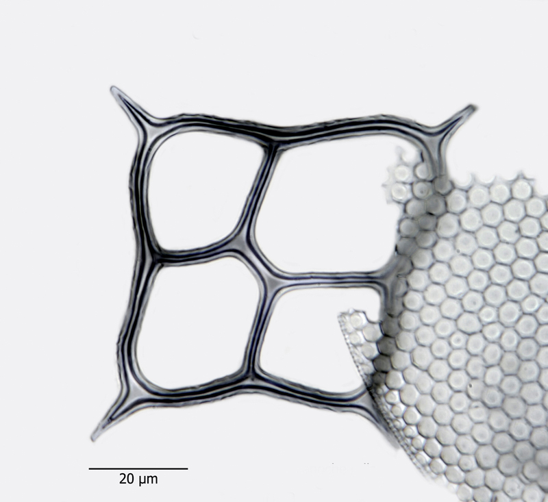 Corbisema quadralta #44164