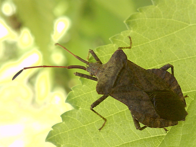 Coreus marginatus #31571