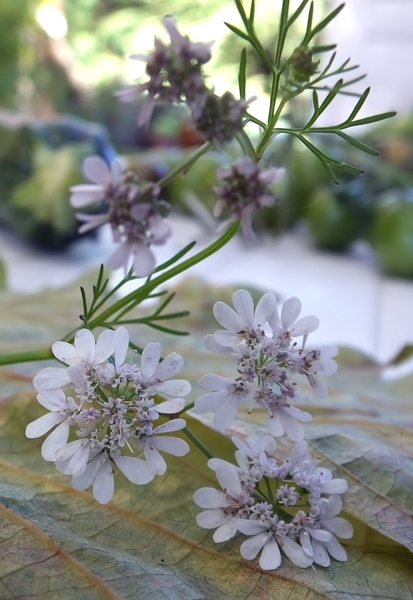 Coriandrum Sativum - Coriandre #53104