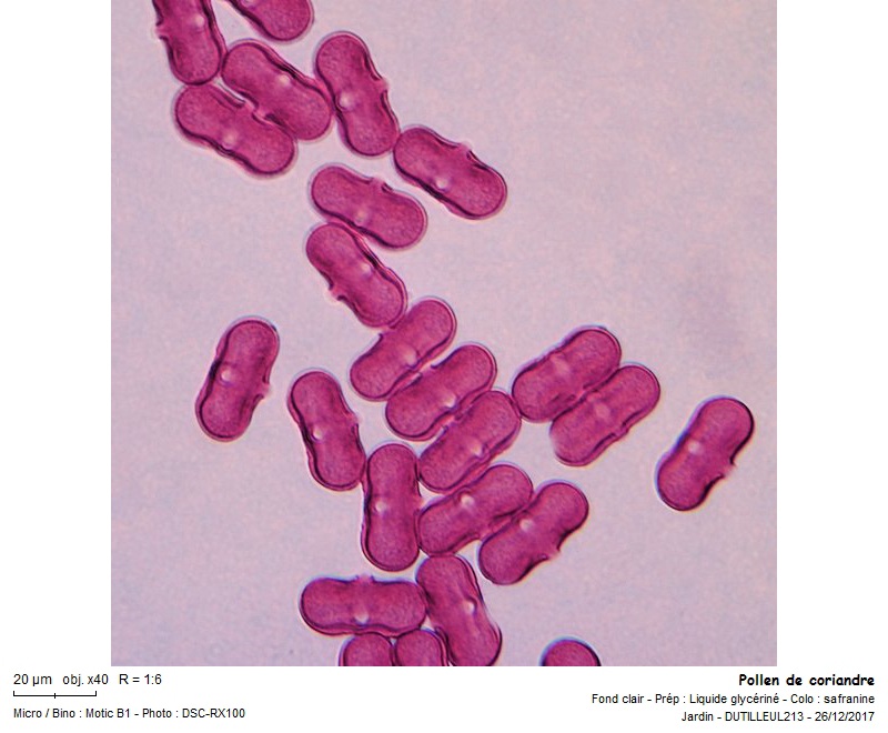 Coriandrum Sativum - Coriandre #53103
