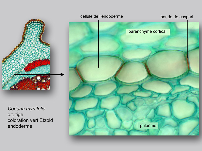 Coriaria myrtifolia, histologie, histology. #24183