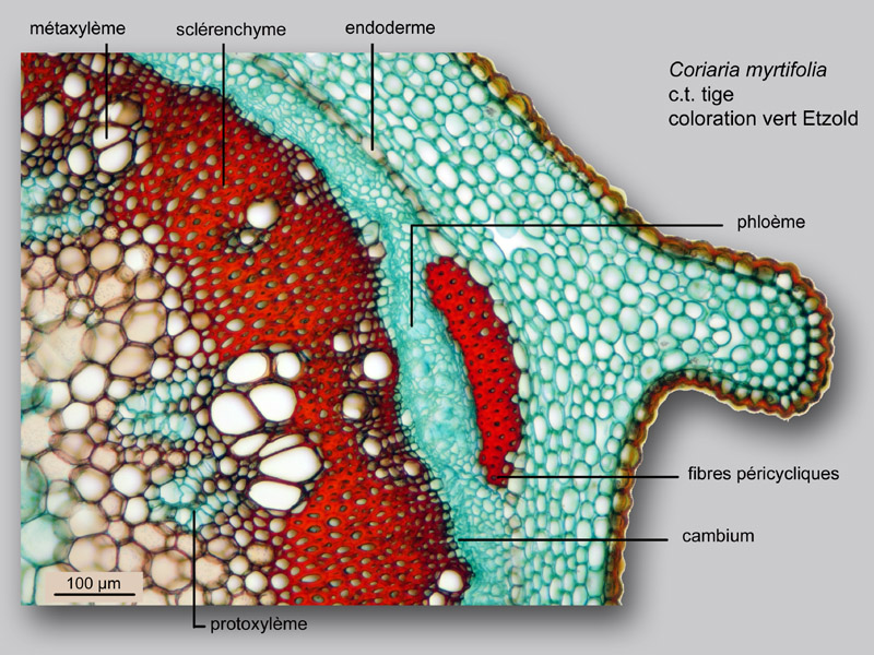 Coriaria myrtifolia, histologie, histology. #24182