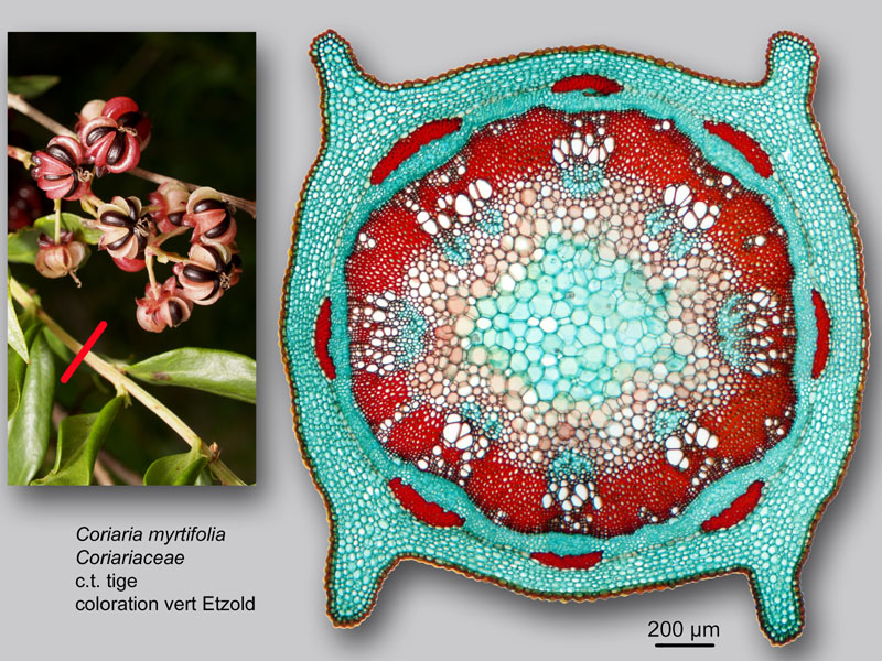 Coriaria myrtifolia, histologie, histology. #24181