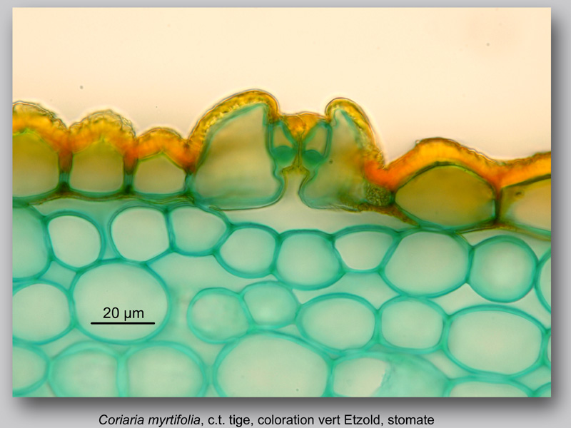 Coriaria myrtifolia, histologie, histology. #24184