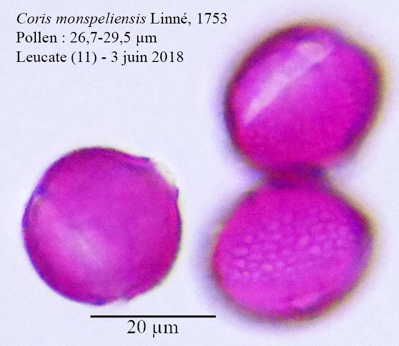 Coris monspeliensis #55324