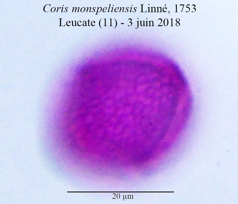 Coris monspeliensis #55325