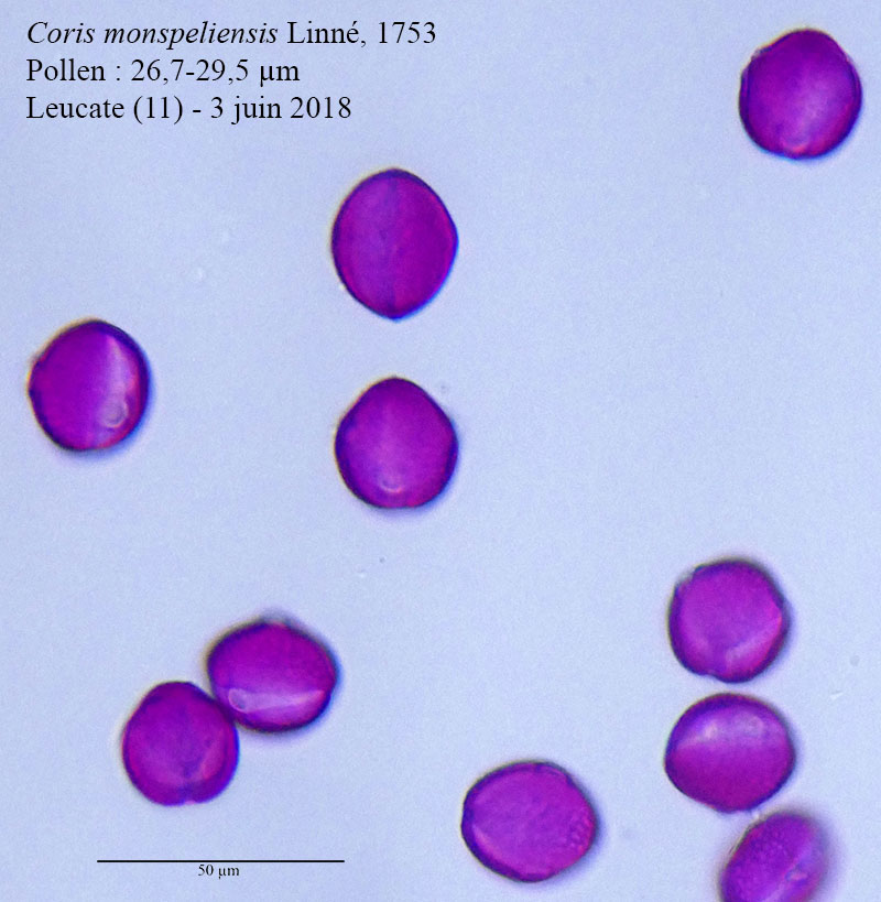 Coris monspeliensis #55322