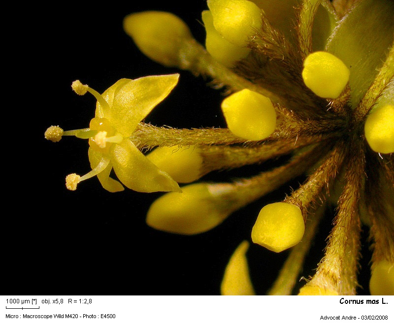 Cornus mas L. #2304