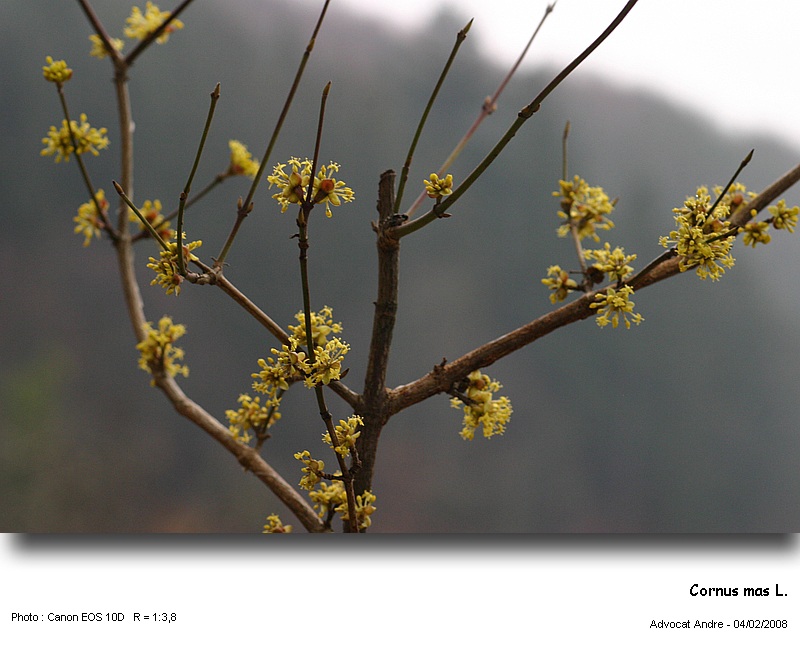 Cornus mas L. #2302