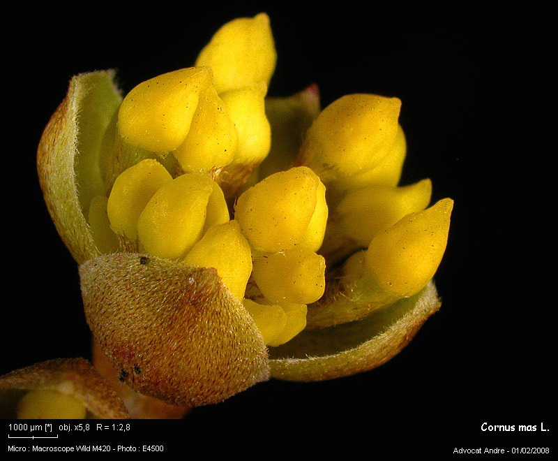 Cornus mas L. #2303