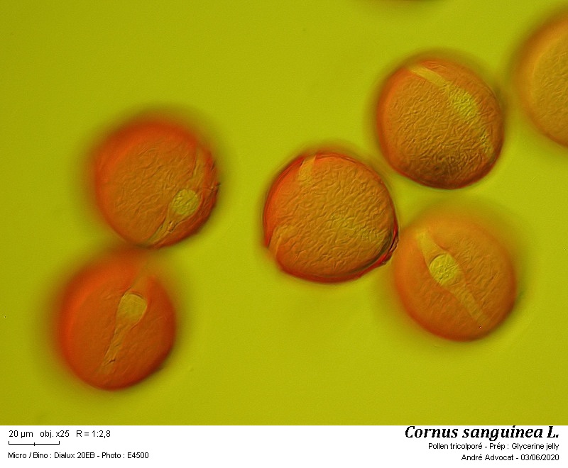 Cornus sanguinea L. #63705