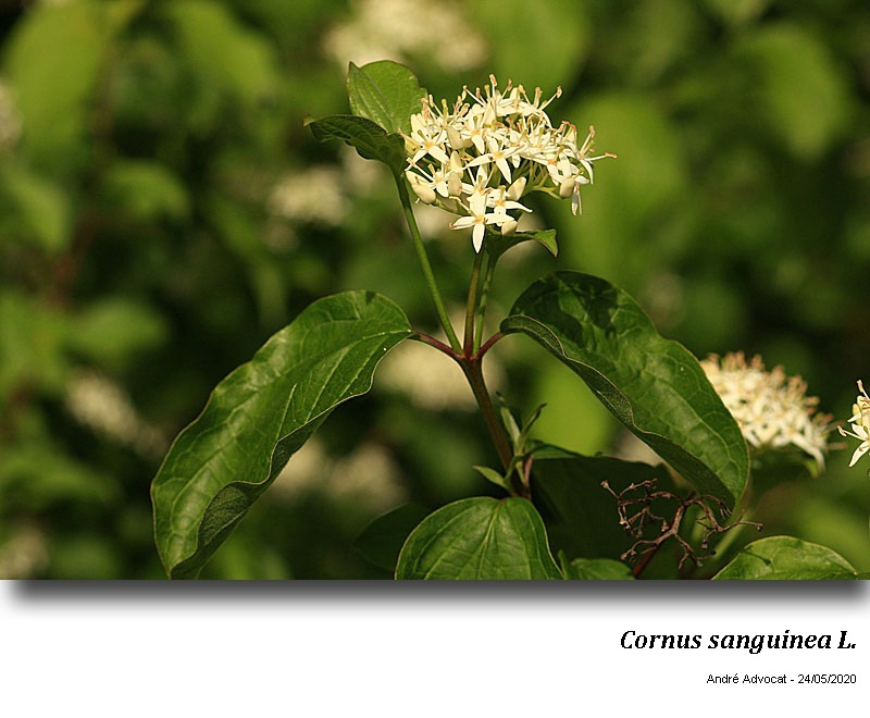 Cornus sanguinea L. #63704