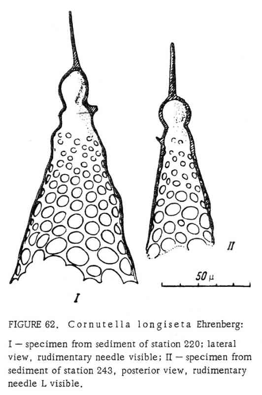 Cornutella longiseta Ehrenberg #2096