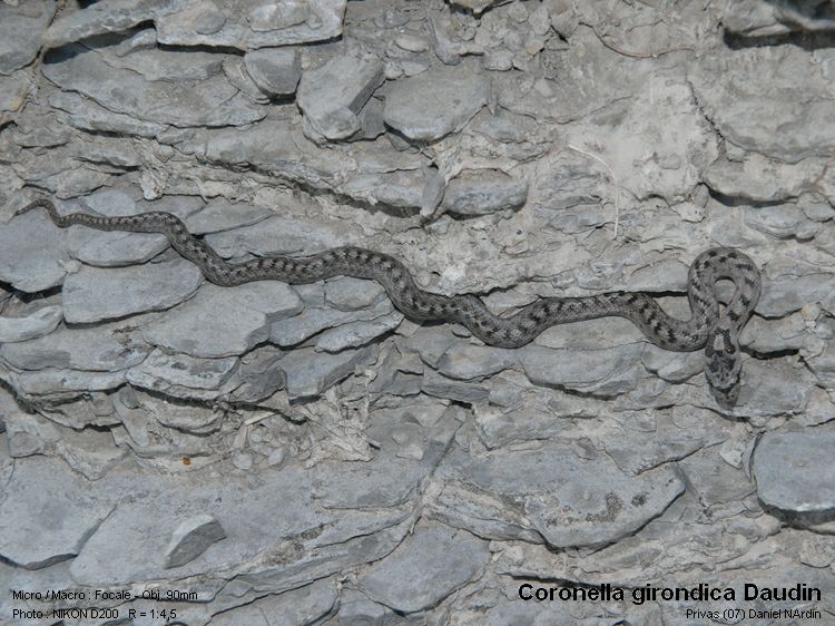 Coronella girondica Daudin, La couleuvre bordelaise à Privas #5822