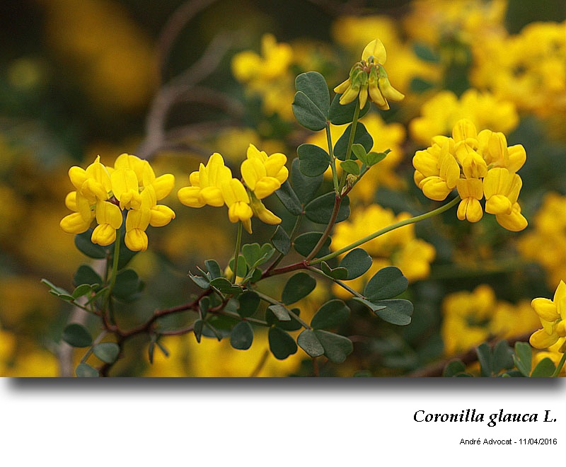 Coronilla glauca L. #44845