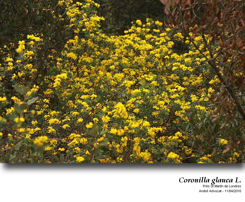 Coronilla glauca L. #44844