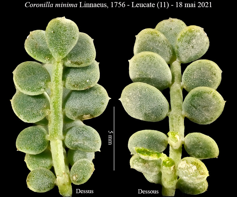 Coronilla minima #66841