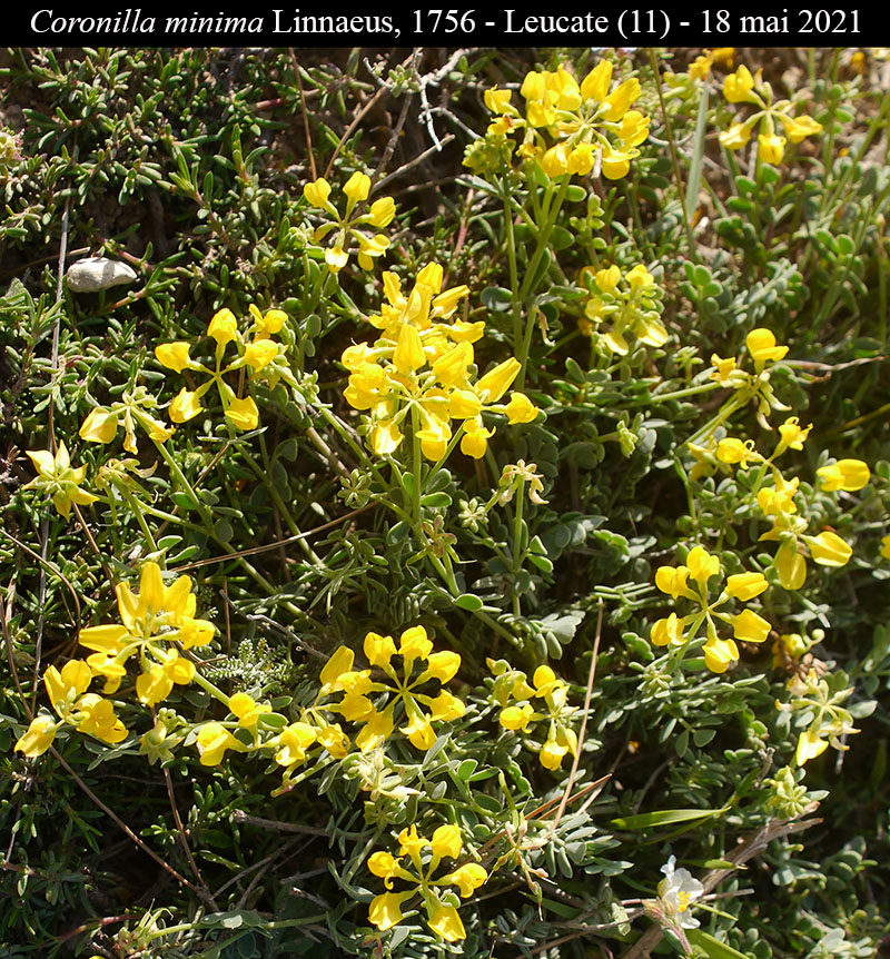 Coronilla minima #66842