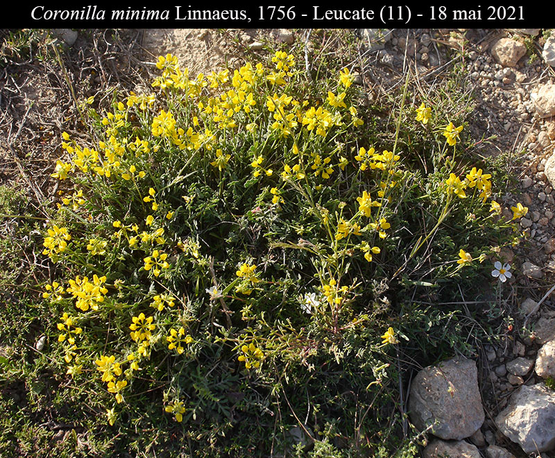 Coronilla minima #66840