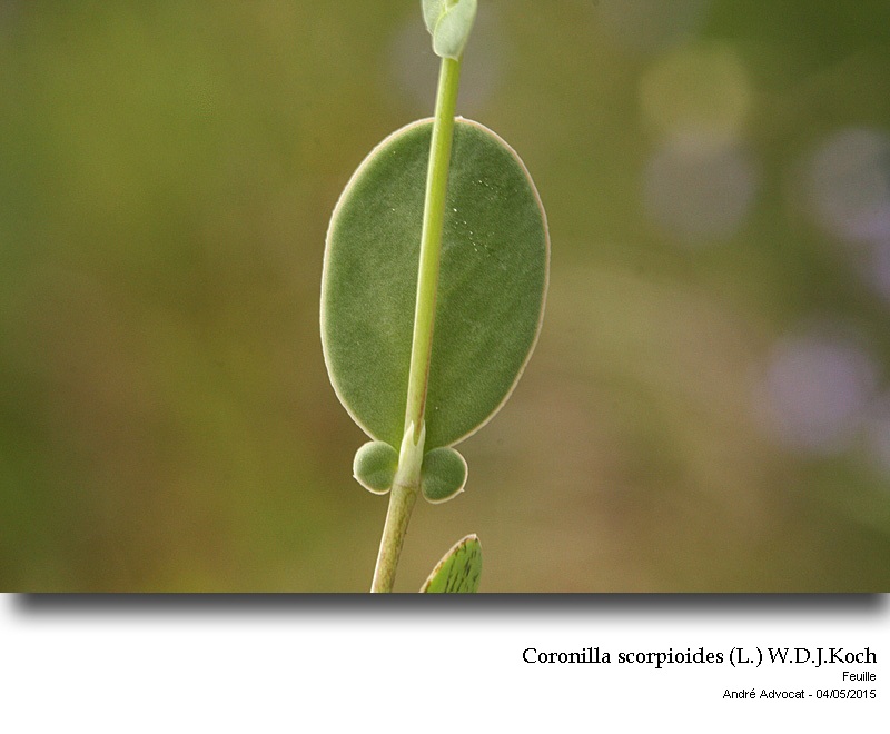 Coronilla scorpioides (L.) W.D.J.Koch #41592
