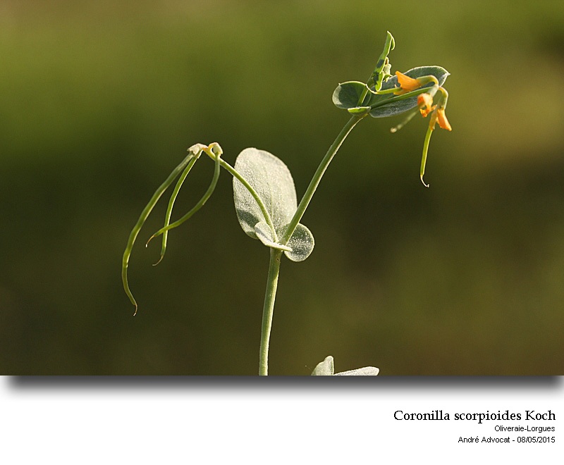 Coronilla scorpioides (L.) W.D.J.Koch #41593