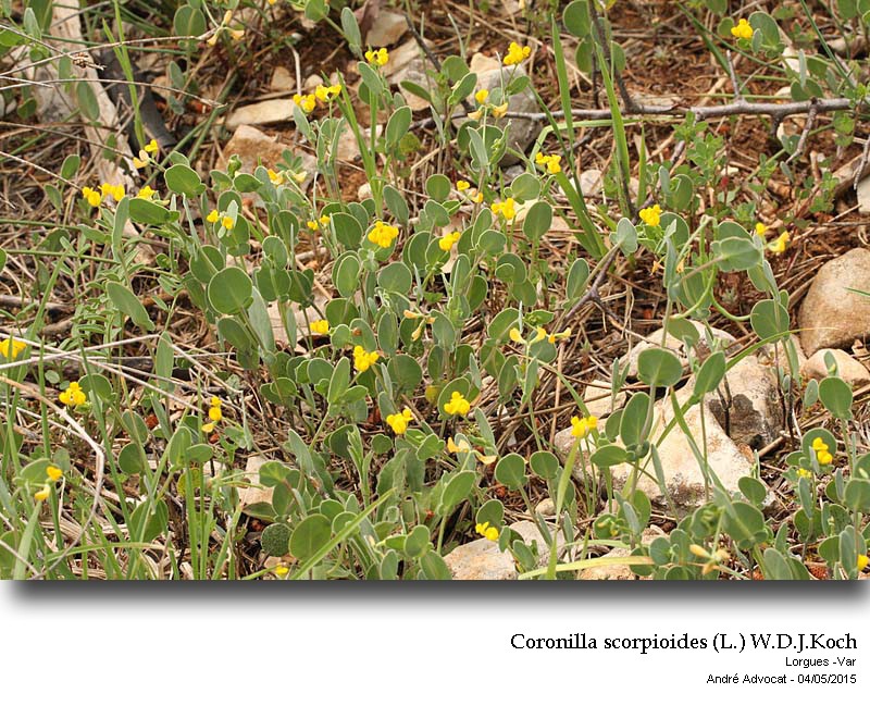 Coronilla scorpioides (L.) W.D.J.Koch #41591
