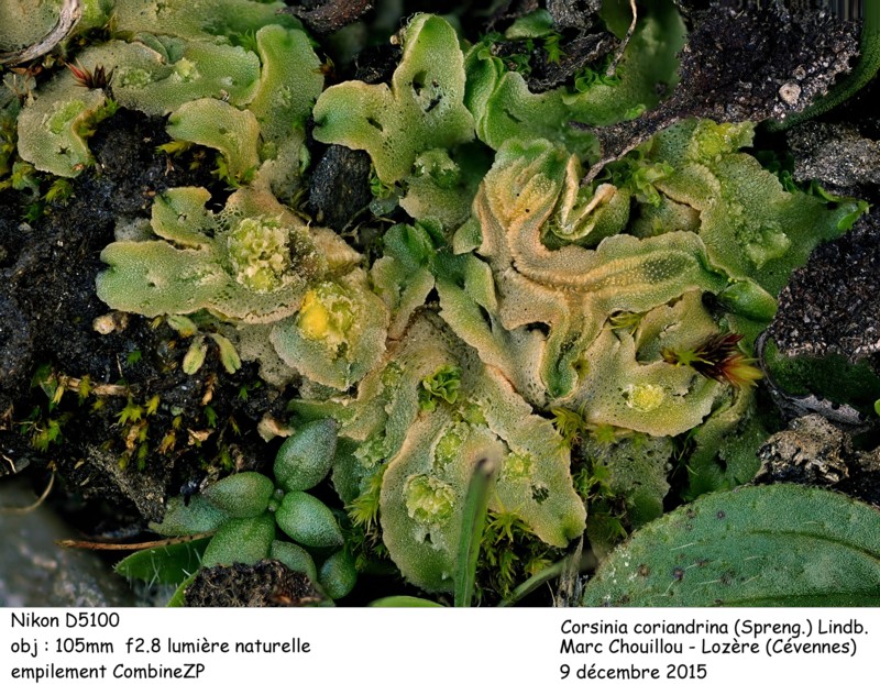 Corsinia coriandrina (Spreng.) Lindb. #44338