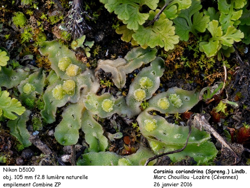 Corsinia coriandrina (Spreng.) Lindb. #44340