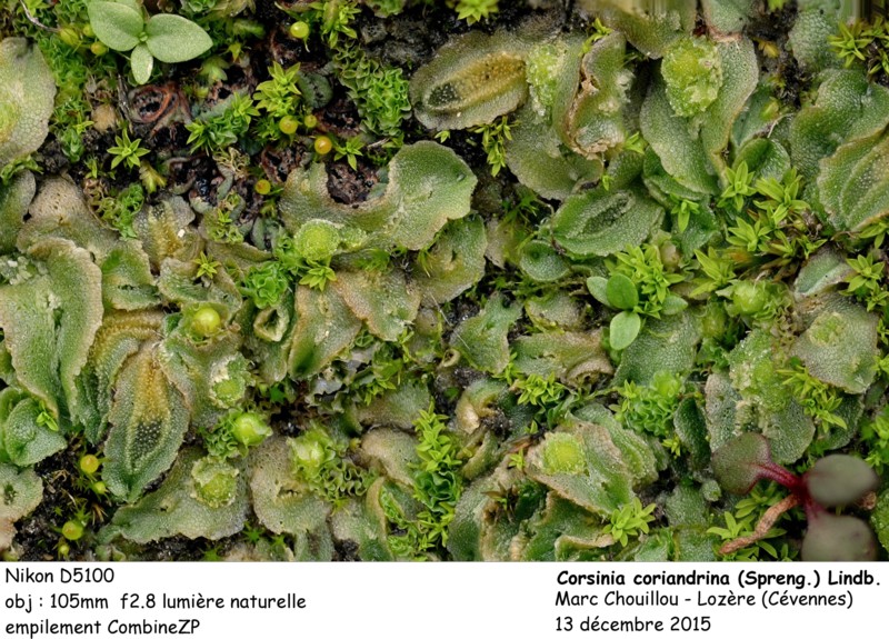 Corsinia coriandrina (Spreng.) Lindb. #44339