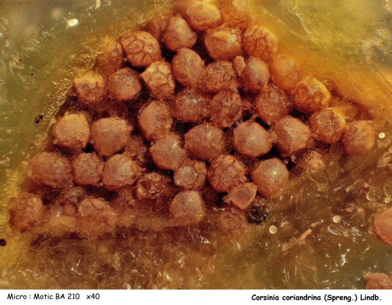 Corsinia coriandrina (Spreng.) Lindb. #44349