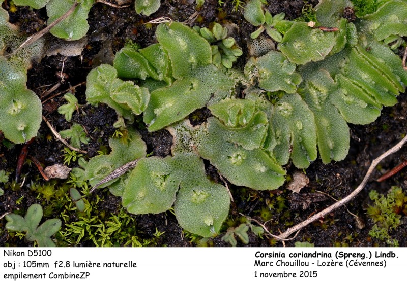 Corsinia coriandrina (Spreng.) Lindb. #44334