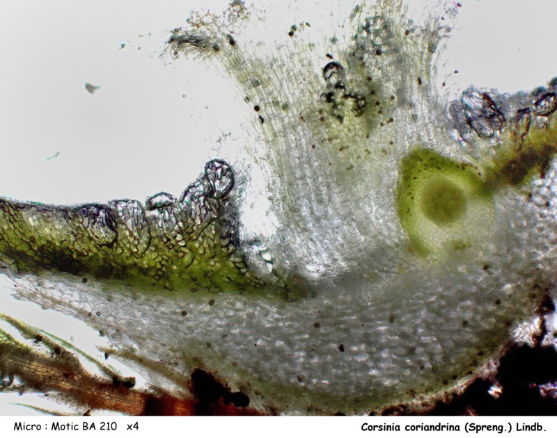 Corsinia coriandrina (Spreng.) Lindb. #44344