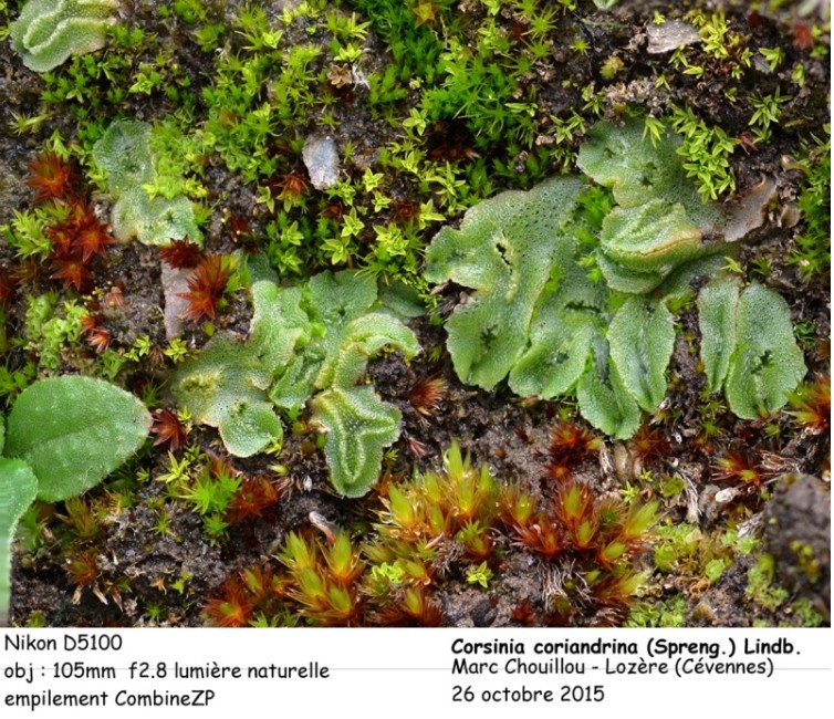 Corsinia coriandrina (Spreng.) Lindb. #44335