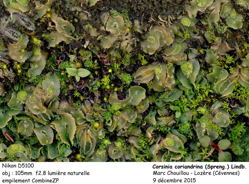 Corsinia coriandrina (Spreng.) Lindb. #44336