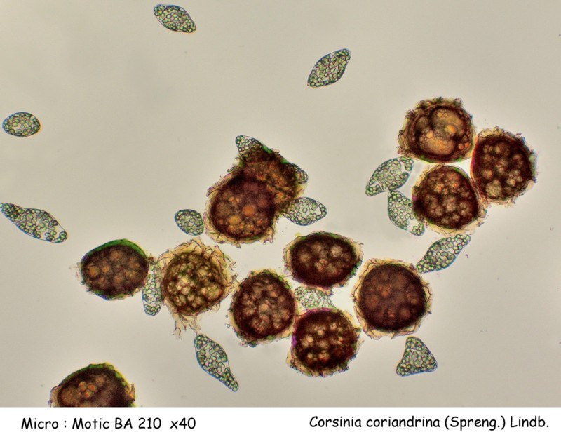 Corsinia coriandrina (Spreng.) Lindb. #44348