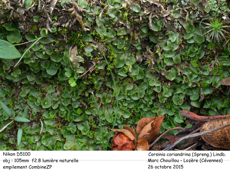 Corsinia coriandrina (Spreng.) Lindb. #44333