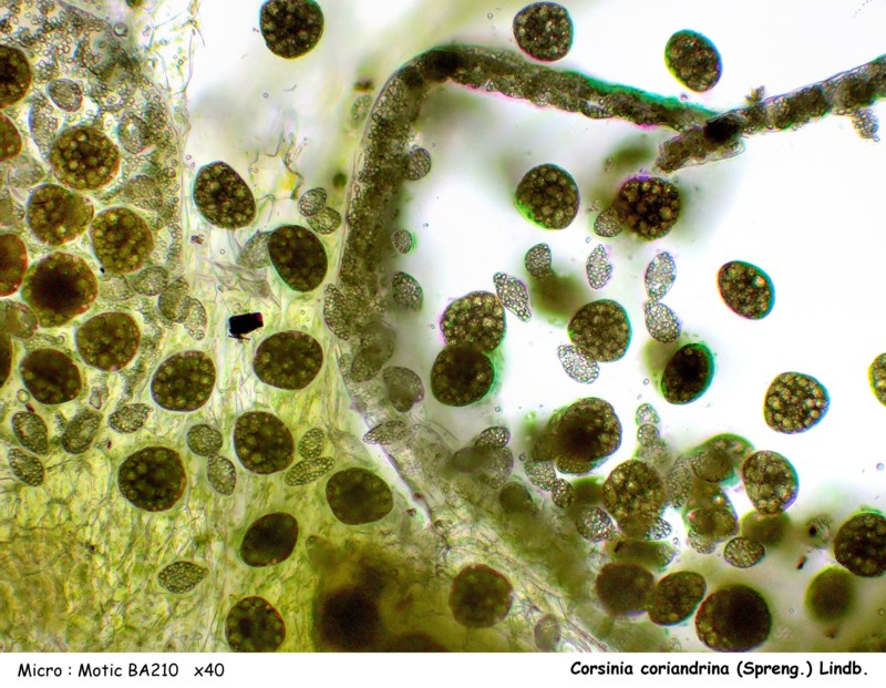 Corsinia coriandrina (Spreng.) Lindb. #44346