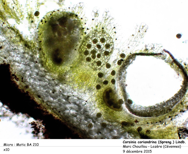 Corsinia coriandrina (Spreng.) Lindb. #44345