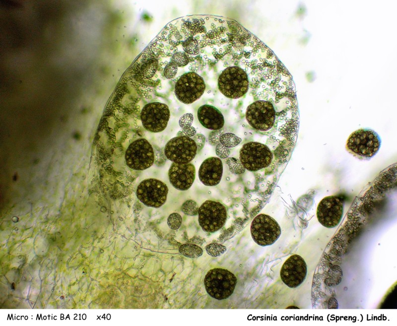 Corsinia coriandrina (Spreng.) Lindb. #44347