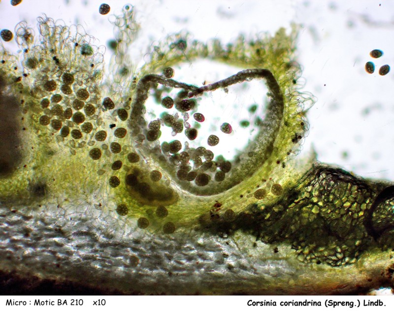 Corsinia coriandrina (Spreng.) Lindb. #44350