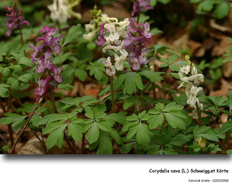 Corydalis cava (L.) Schweigg. et Körte #2752