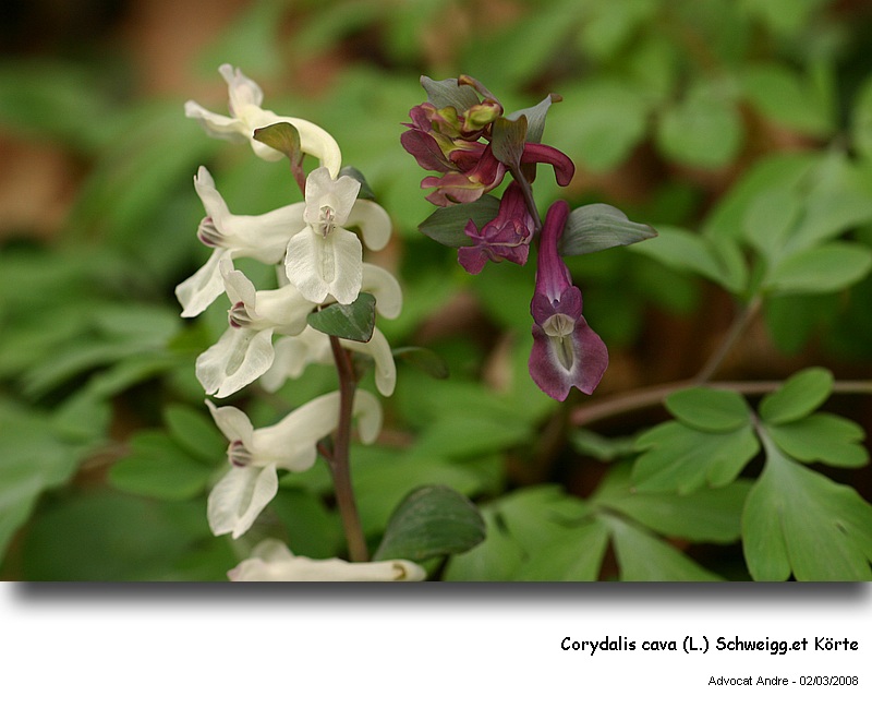 Corydalis cava (L.) Schweigg. et Körte #2753