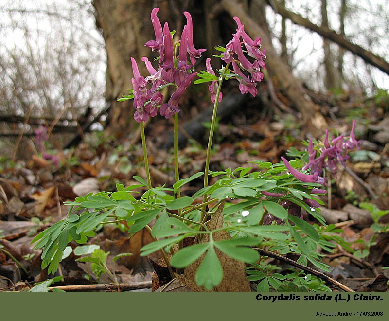Corydalis solida (L.) Clairv. #3004