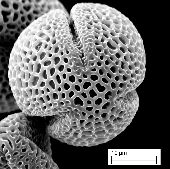 Corylus - Noisetier edit: Saule marsaut Salix capraea #37204