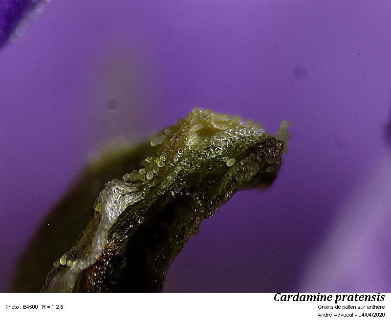 Corylus - Noisetier edit: Saule marsaut Salix capraea #62755